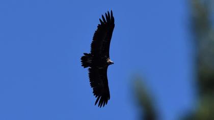 Cinereous Vulture