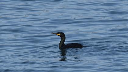 European Shag