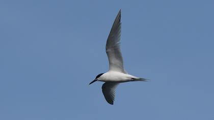 Sandwich Tern