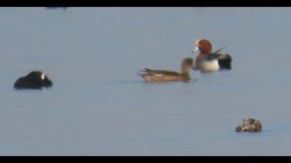 Eurasian Wigeon