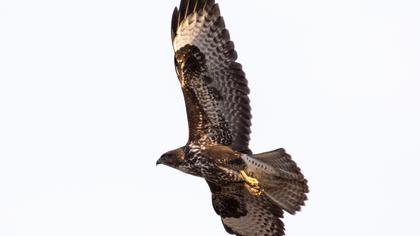 Common Buzzard
