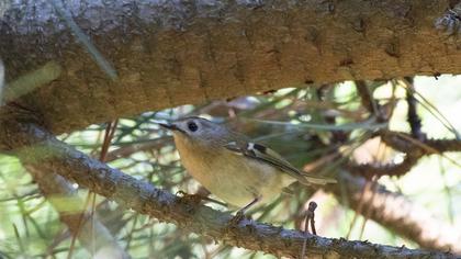 Goldcrest