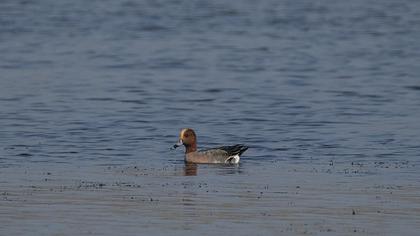 Eurasian Wigeon