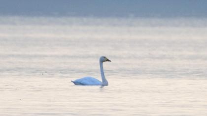 Tundra Swan