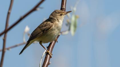 Marsh Warbler