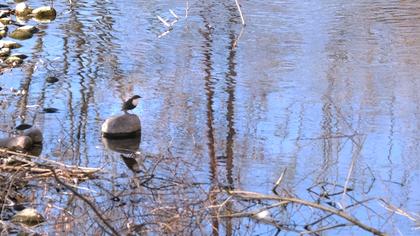 White-throated Dipper