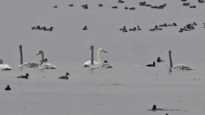 Whooper Swan