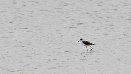 Black-winged Stilt