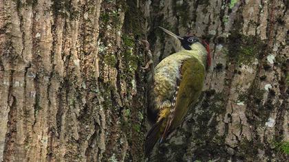 European Green Woodpecker
