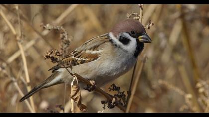 Eurasian Tree Sparrow