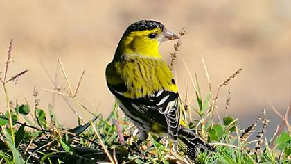 Eurasian Siskin