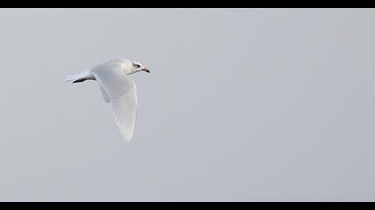 Mediterranean Gull