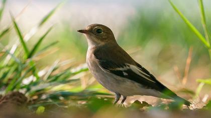 European Pied Flycatcher