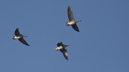 Greater White-fronted Goose