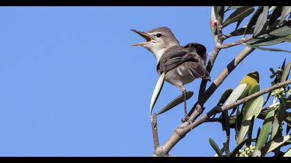 Olive-tree Warbler