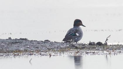 Eurasian Teal