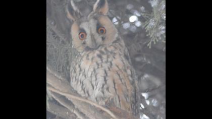Long-eared Owl