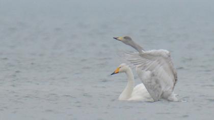 Whooper Swan