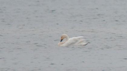 Tundra Swan