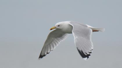 Caspian Gull