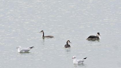 Great Crested Grebe