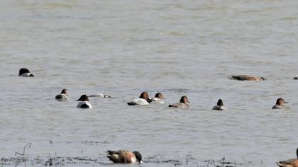 Common Pochard