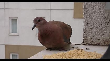 Laughing Dove