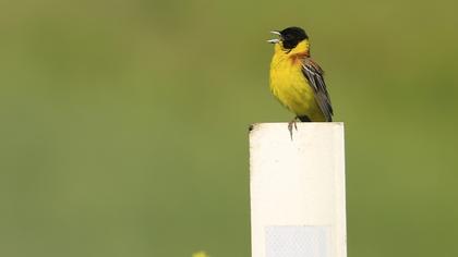 Black-headed Bunting