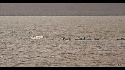 Tundra Swan