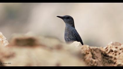 Blue Rock Thrush