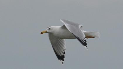 Caspian Gull