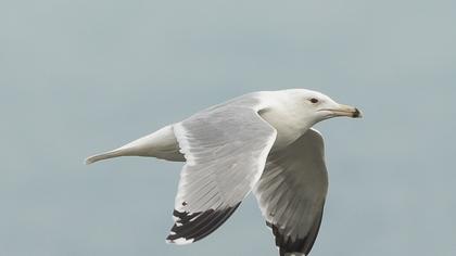 Caspian Gull