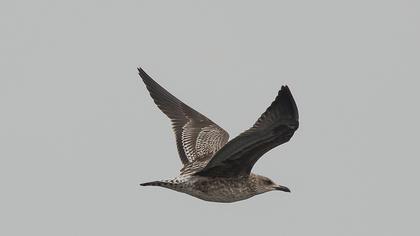 Lesser Black-backed Gull