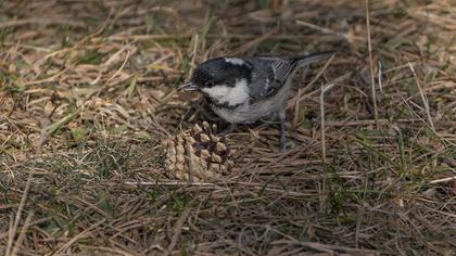 Coal Tit