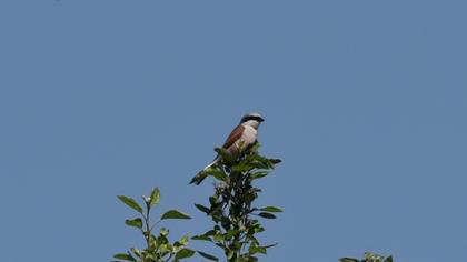 Red-backed Shrike