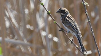 Common Reed Bunting