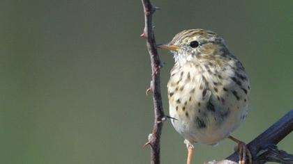 Meadow Pipit