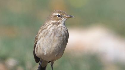 Water Pipit
