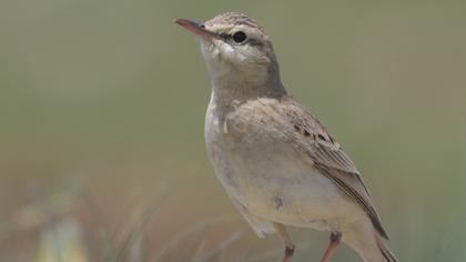 Tawny Pipit