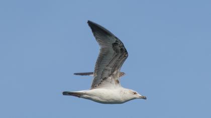 Armenian Gull
