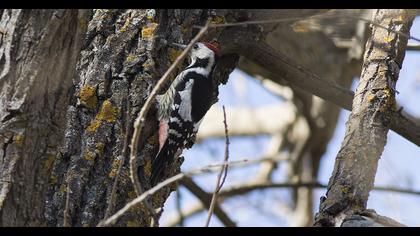 Middle Spotted Woodpecker