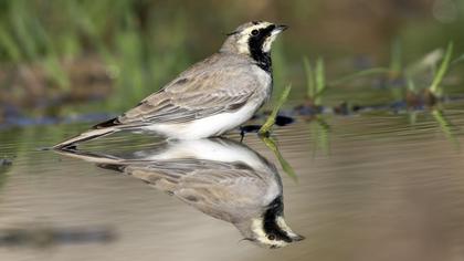 Horned Lark