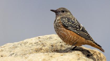 Common Rock Thrush