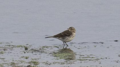 Water Pipit