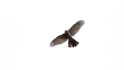 Eurasian Sparrowhawk