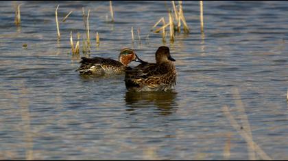 Eurasian Teal