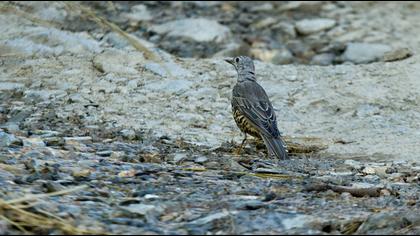 Mistle Thrush