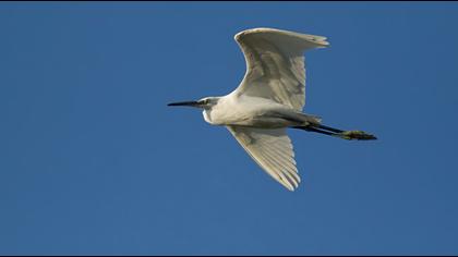 Little Egret