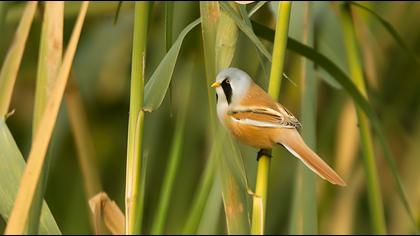 Bearded Reedling