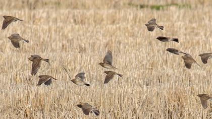 Eurasian Skylark
